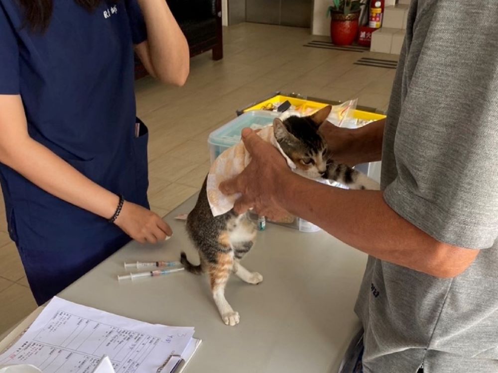 《圖說》為愛貓定期施打核心疫苗及至動物醫院進行健康檢查，維持愛滋貓日常健康狀態。〈動保處提供〉