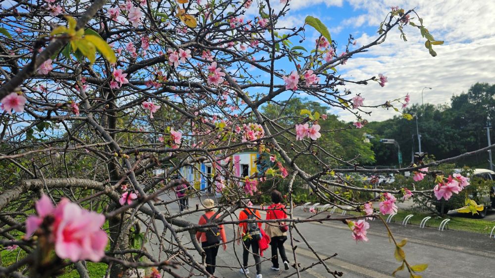 《圖說》在盛開的櫻花中，和三五好友來趟賞櫻小旅行。〈高灘處提供〉