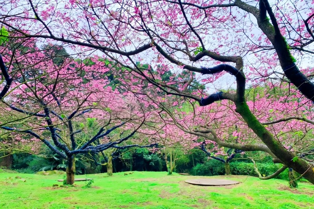 《圖說》新北蒔花好綻-2024花見櫻花季非常適合來趟城市間的一日櫻花小旅行。〈景觀處提供〉