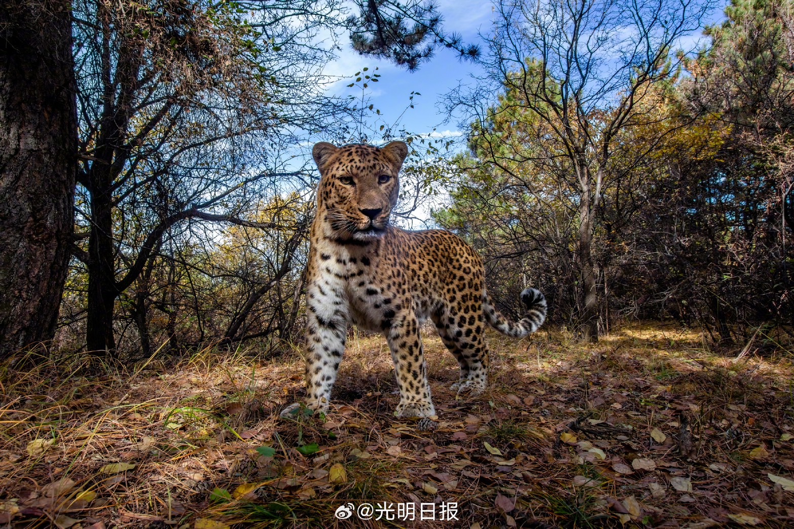 華北豹花紋與環境形成特殊的保護色。圖/取自光明日報微博