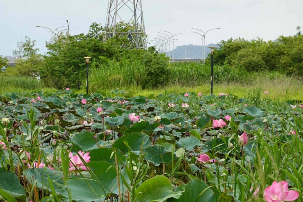新海二期人工濕地花況6月
