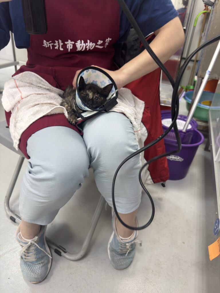 經檢查花花輕微脫水與驚嚇反應
