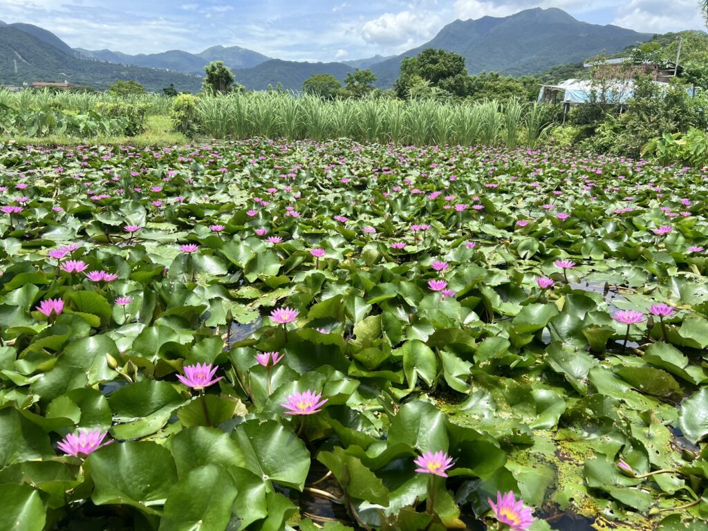 蓮花盛開金山六三農再社區蓮花遊程開放報名