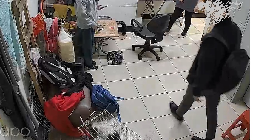 貓籠變形，貓隻受傷驚嚇亂竄