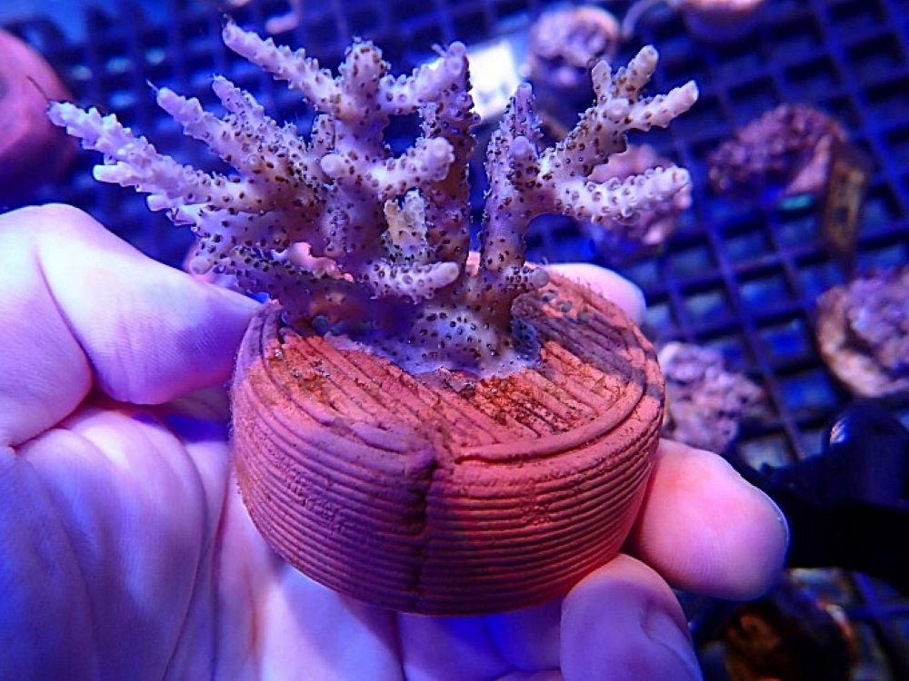 《圖說》3D列印生態友善陶瓷基座能有效提升珊瑚的附著率與穩定。〈龍華科大提供〉