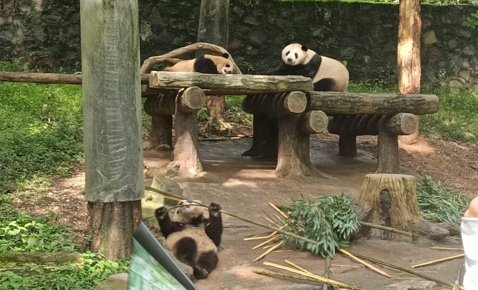 【走讀文化四川5-4】保育篇:寓教於樂 近距離觀察憨態可掬大熊貓 5 大熊貓母子檔,底下一隻幼仔在吃竹子,大熊貓媽媽和另一隻幼仔則在平台上休息。圖/記者簡立欣攝