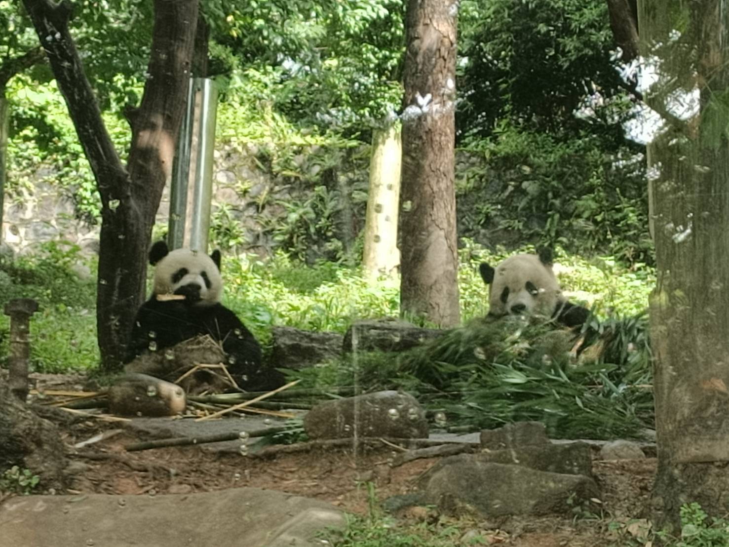 【走讀文化四川5-4】保育篇:寓教於樂 近距離觀察憨態可掬大熊貓 6 大熊貓兄弟檔歡樂放飯時刻。圖/記者簡立欣攝