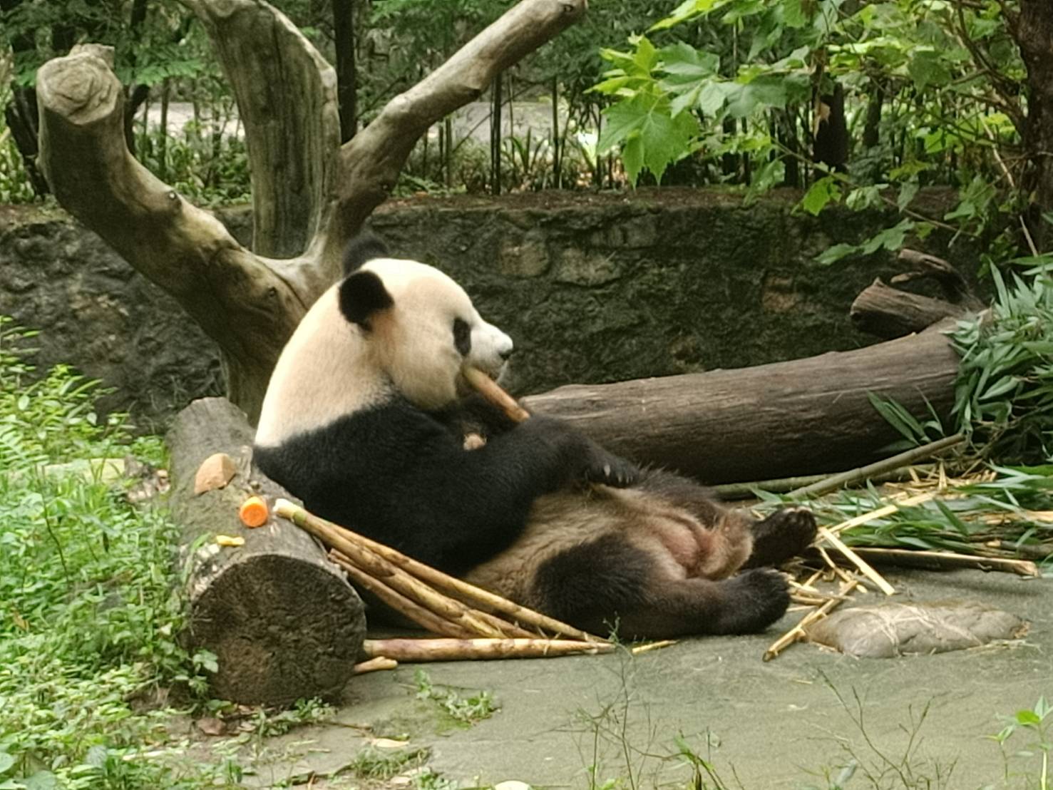 【走讀文化四川5-4】保育篇:寓教於樂 近距離觀察憨態可掬大熊貓 4 圈養的大熊貓除了吃竹子,還有紅蘿蔔及窩窩頭當輔食。圖/記者簡立欣攝